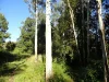 1810 Afterlee Rd, Kyogle, NSW 2474-Image