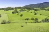 182 Punkalla-Tilba Road, Central Tilba, NSW 2546-Image