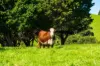 182 Punkalla-Tilba Road, Central Tilba, NSW 2546-Image