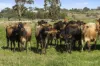 1840 Corangamite Lake Road, Dreeite, Vic 3249-Image