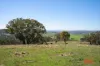 1916 Mid Western Highway, Bathampton, NSW 2795-Image