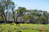 1916 Mid Western Highway, Bathampton, NSW 2795-Image