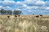 1925 Nullamanna Road, Nullamanna, NSW 2360-Image