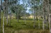 2085 Crystal Brook Road, Crystal Brook, Qld 4800-Image