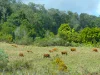 2134 Collins Creek Road, Kyogle, NSW 2474-Image