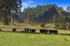 225 Glen Creek Road, Bonnie Doon, Vic 3720-Image