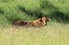236 Tiger Scrub Road, Roma QLD 4455-Image