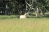 236 Tiger Scrub Road, Roma QLD 4455-Image