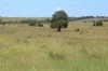 236 Tiger Scrub Road, Roma QLD 4455-Image