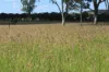 236 Tiger Scrub Road, Roma QLD 4455-Image