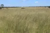 236 Tiger Scrub Road, Roma QLD 4455-Image
