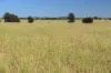 236 Tiger Scrub Road, Roma QLD 4455-Image