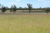 236 Tiger Scrub Road, Roma QLD 4455-Image