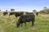2584 Princes Highway, Pomborneit, Vic 3260-Image