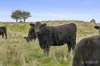 2584 Princes Highway, Pomborneit, Vic 3260-Image