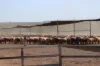 2687 Dawson Developmental Road, Springsure, Qld 4722-Image