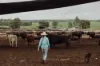 2687 Dawson Developmental Road, Springsure, Qld 4722-Image
