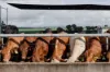 2687 Dawson Developmental Road, Springsure, Qld 4722-Image
