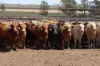 2687 Dawson Developmental Road, Springsure, Qld 4722-Image
