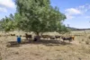 2797  Manilla Road, Attunga, NSW 2345-Image