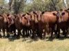 281 Crower Road, Avenue Range, SA 5273-Image