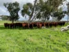281 Crower Road, Avenue Range, SA 5273-Image