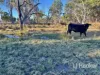 296 Limestone Road, Inverell, NSW 2360