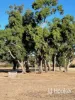 296 Limestone Road, Inverell, NSW 2360-Image