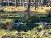 296 Limestone Road, Inverell, NSW 2360-Image