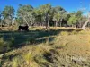296 Limestone Road, Inverell, NSW 2360-Image
