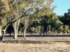 296 Limestone Road, Inverell, NSW 2360-Image