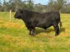 3259 Combienbar Road, Combienbar, Vic 3889-Image