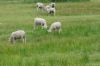 331 Boomaroo Park Road, Robe SA 5276-Image