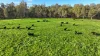 382  Sandy Bridge Road, Barham, NSW 2732-Image