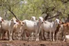 3865 Stuart Highway, Birdum, NT 0852-Image