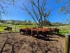 403 Wyndham Road, Kyogle, NSW 2474-Image