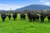 426 Back Eildon Road, Thornton, Vic 3712-Image
