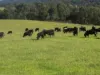 46 Jersey Place, Cobargo, NSW 2550-Image