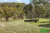 4616 Trunkey Road, Arkell, NSW 2795-Image