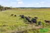 4616 Trunkey Road, Arkell, NSW 2795-Image