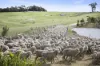 497 Sidonia Road, Sidonia, Vic 3444-Image