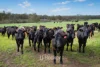 498 Carbunup Road South, Treeton, WA 6284