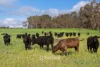 498 Carbunup Road South, Treeton, WA 6284-Image