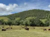 500 Exmoor Road, Bloomsbury, Qld 4799-Image