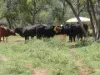 5388 Narbethong Road, Barcaldine QLD 4725-Image
