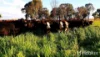 557 Pindari Dam Road, Inverell, NSW 2360-Image