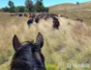 557 Pindari Dam Road, Inverell, NSW 2360-Image
