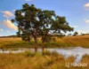 557 Pindari Dam Road, Inverell, NSW 2360-Image