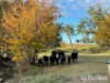 557 Pindari Dam Road, Inverell, NSW 2360-Image