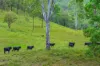 56 Baxter Road, Black Snake QLD 4600-Image